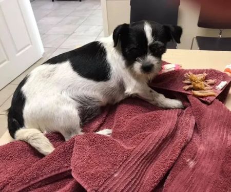 Animal Emergency and Specialty Center of Northwest Arkansas