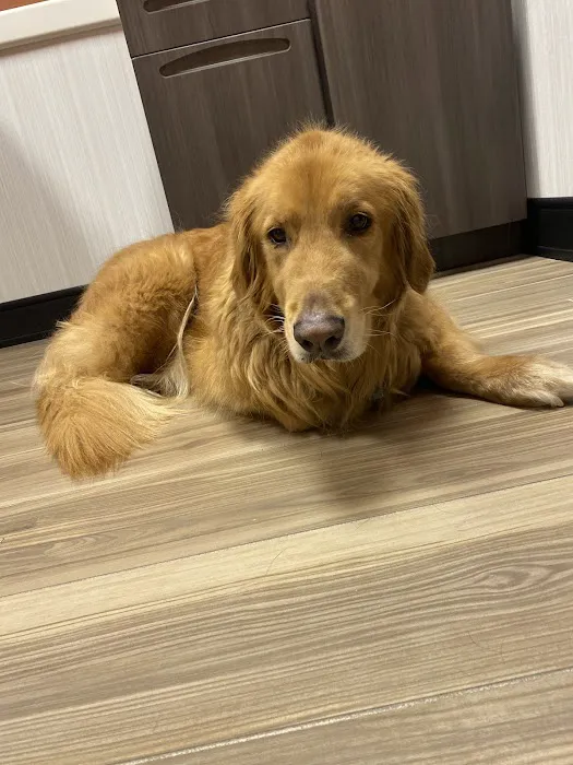 Animal Emergency and Specialty Center of Northwest Arkansas Picture 2