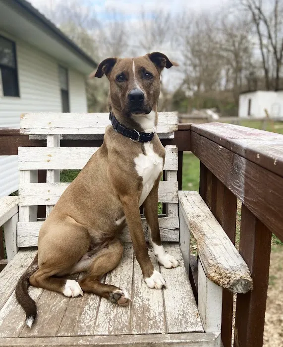 Animal Emergency and Specialty Center of Northwest Arkansas Picture 6