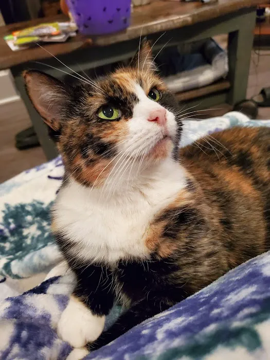 Animal Emergency and Specialty Center of Northwest Arkansas Picture 5