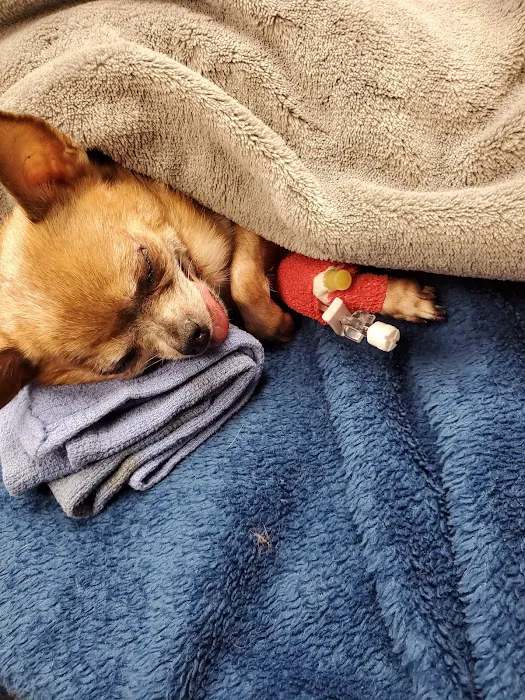 Animal Emergency and Specialty Center of Northwest Arkansas Picture 8