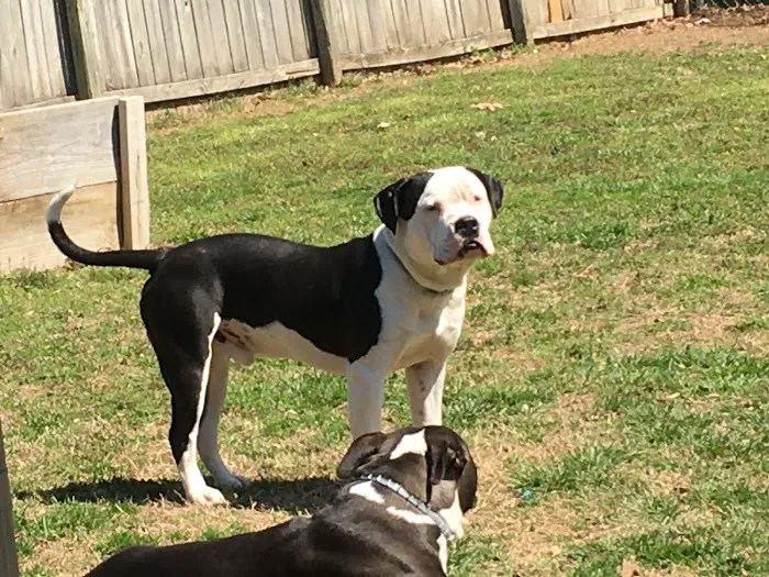 Animal Emergency and Specialty Center of Northwest Arkansas Picture 7