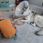 Davis Animal Hospital