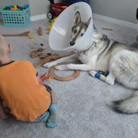 Davis Animal Hospital ico