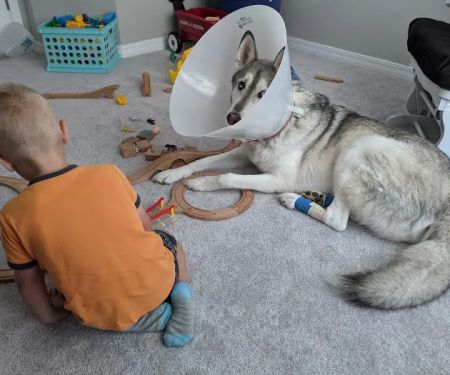 Davis Animal Hospital