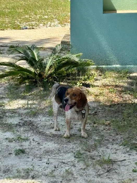 Davis Animal Hospital Picture 7