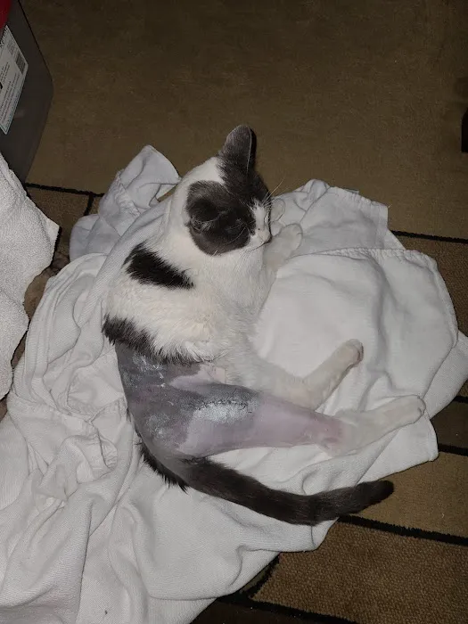 Davis Animal Hospital Picture 6