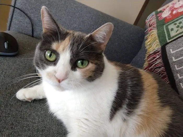 Davis Animal Hospital Picture 3