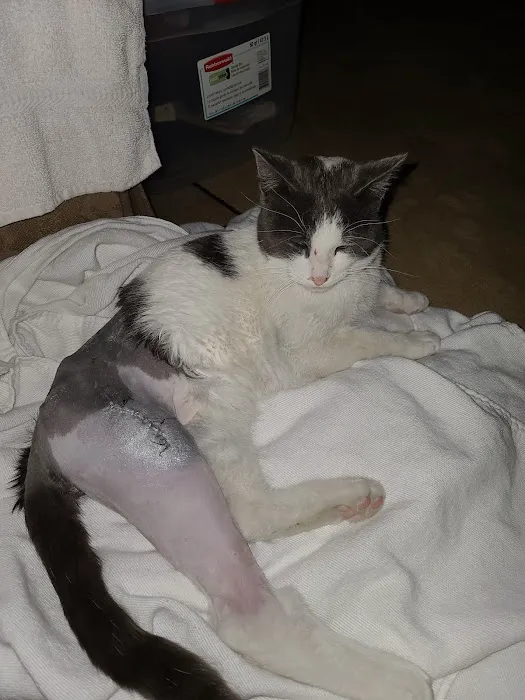 Davis Animal Hospital Picture 8