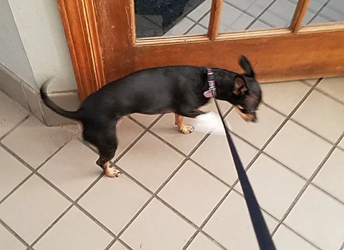 Davis Animal Hospital Picture 9