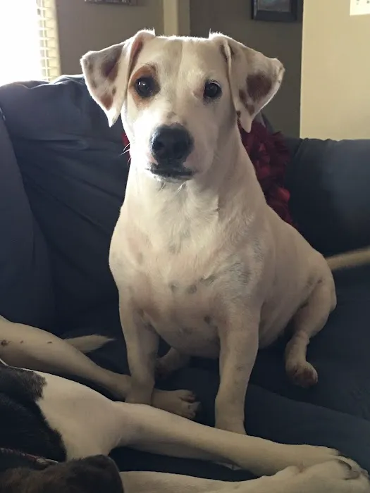 Davis Animal Hospital Picture 10