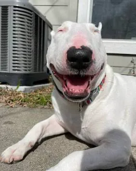 Springdale Animal Hospital Picture 3