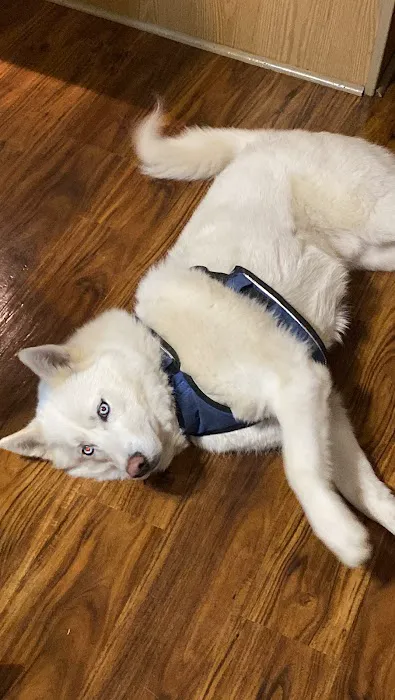 Springdale Animal Hospital Picture 2