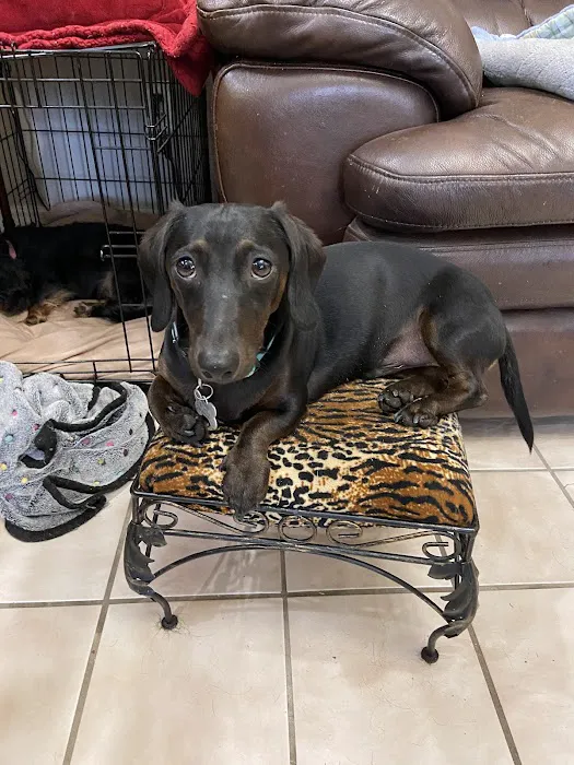 Springdale Animal Hospital Picture 4