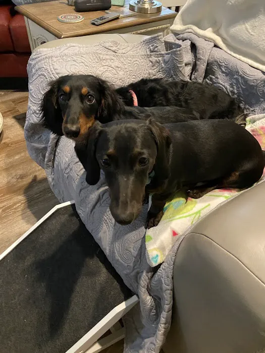 Springdale Animal Hospital Picture 1