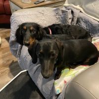 Springdale Animal Hospital ico