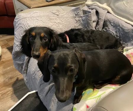 Springdale Animal Hospital