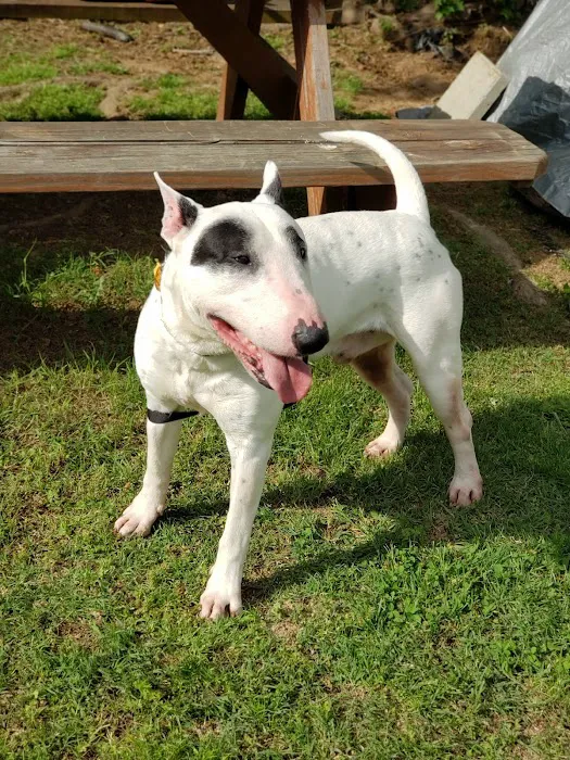 Springdale Animal Hospital Picture 5