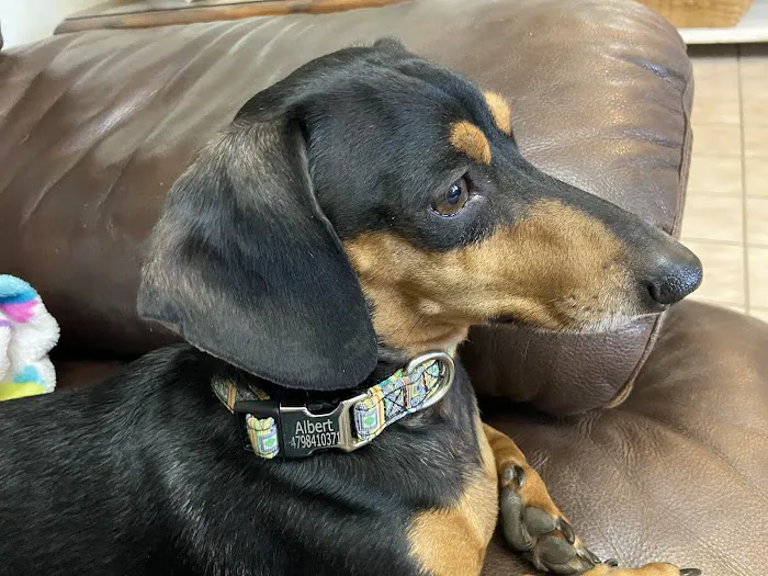 Springdale Animal Hospital Picture 6