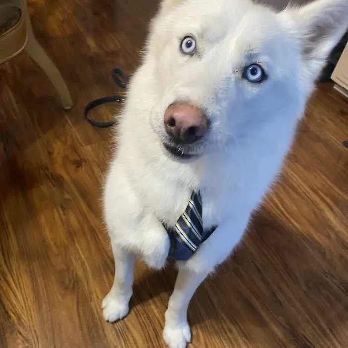 Springdale Animal Hospital Picture 7