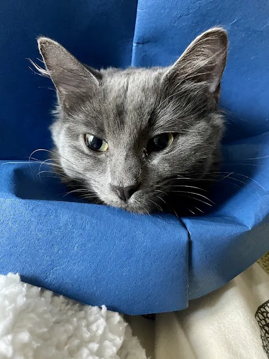 Mount Comfort Veterinary Care Picture 4