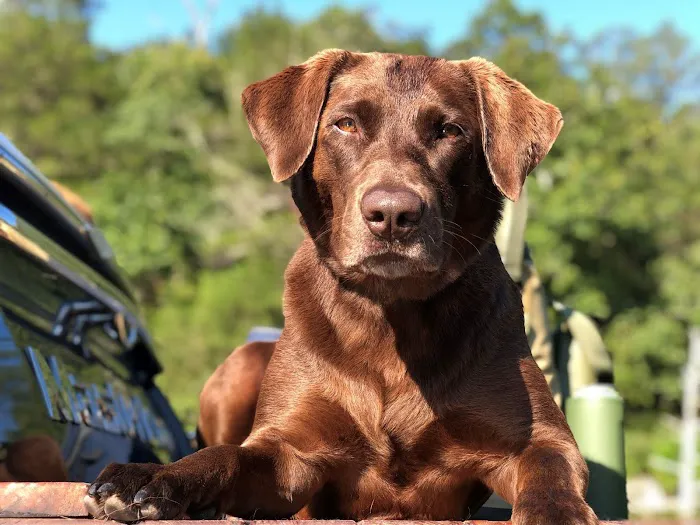 Mount Comfort Veterinary Care Picture 1