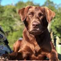 Mount Comfort Veterinary Care ico