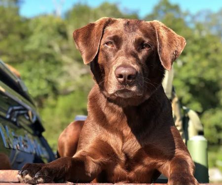 Mount Comfort Veterinary Care