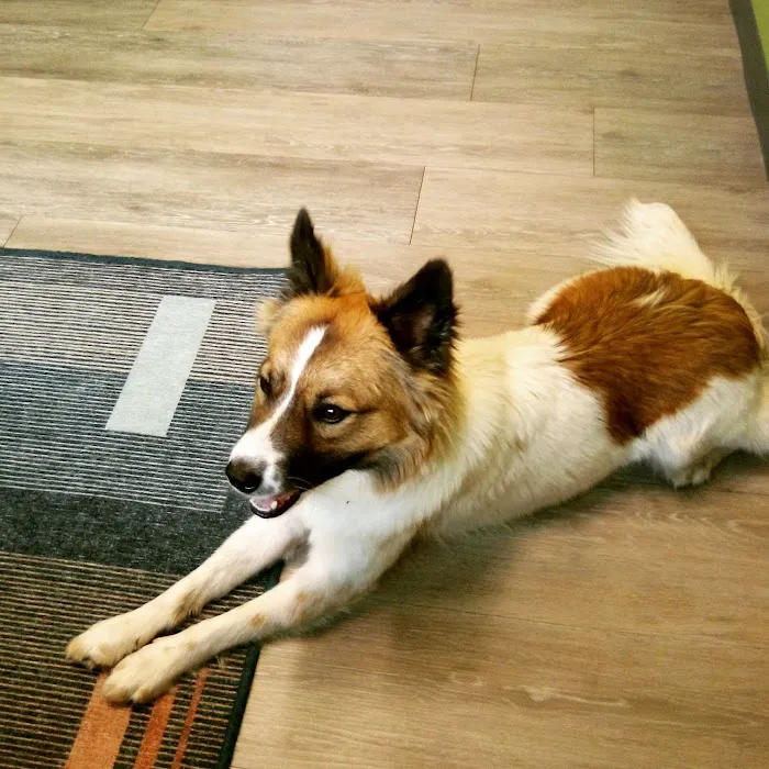 Mount Comfort Veterinary Care Picture 2