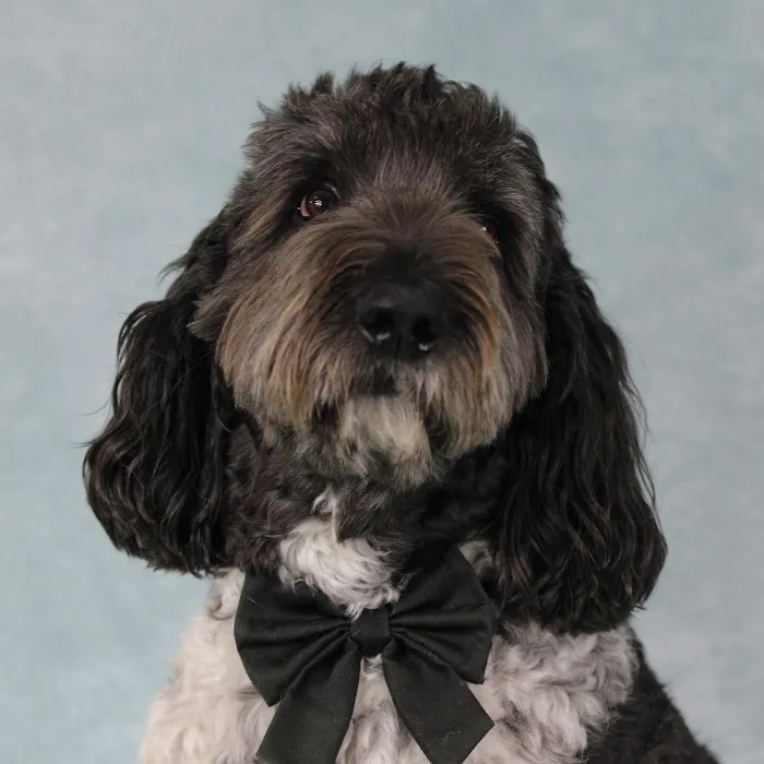 Mount Comfort Veterinary Care Picture 3