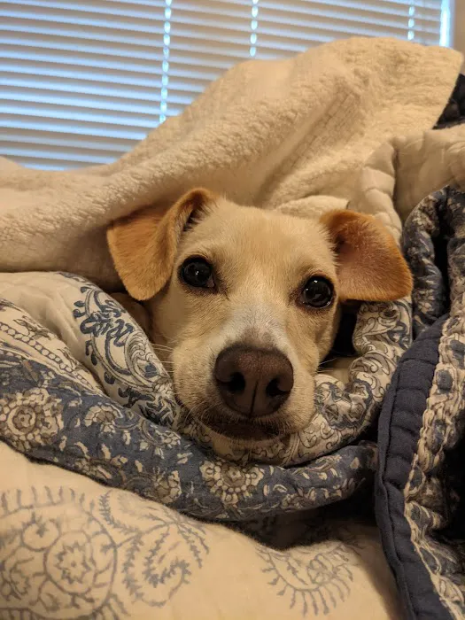 Mount Comfort Veterinary Care Picture 9