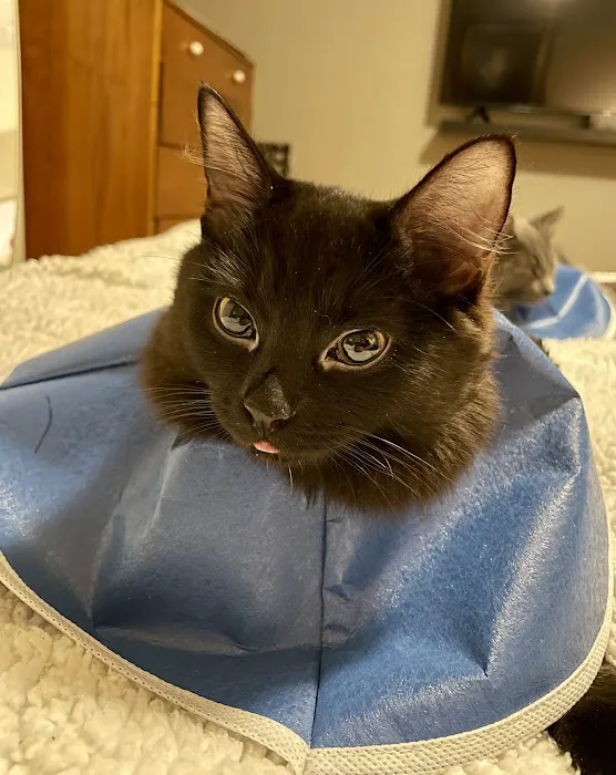 Mount Comfort Veterinary Care Picture 7