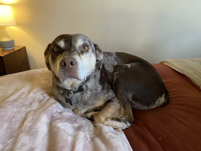 Mount Comfort Veterinary Care Picture 8