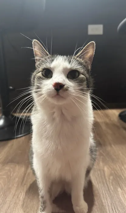 Mount Comfort Veterinary Care Picture 6