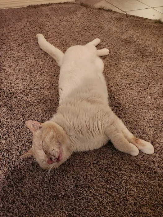 Spay Arkansas Picture 4