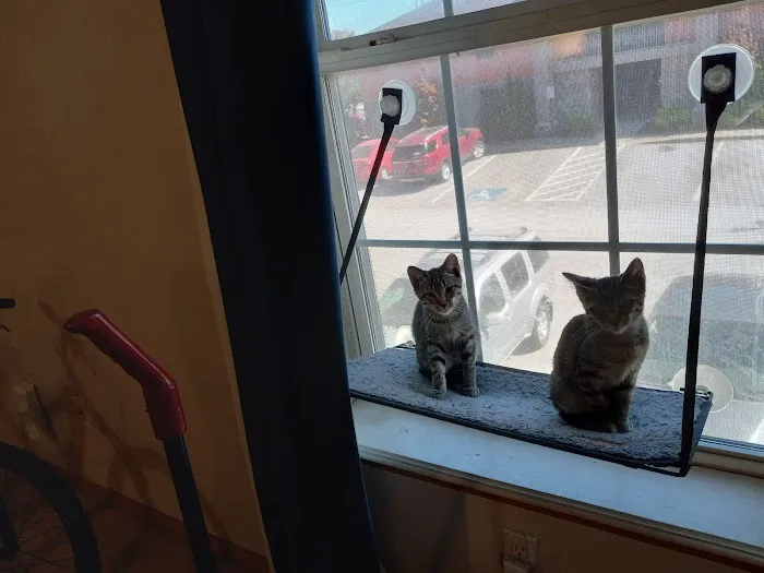 Spay Arkansas Picture 5