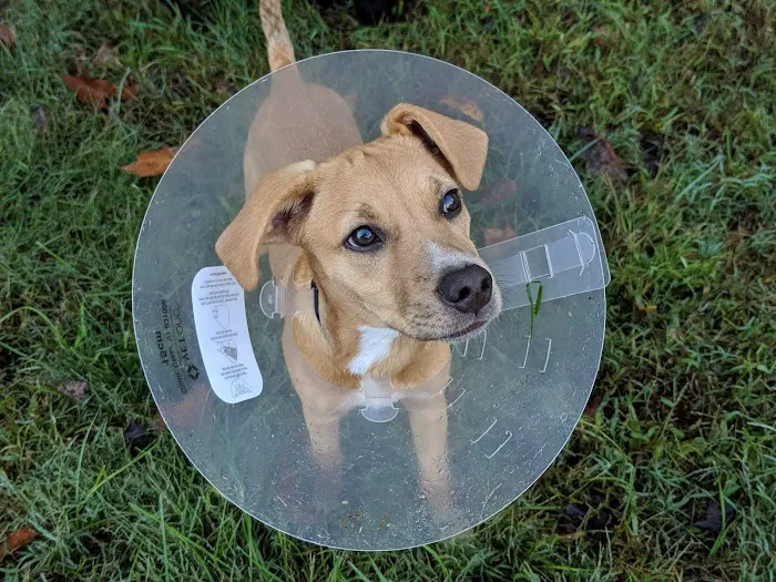 Spay Arkansas Picture 3