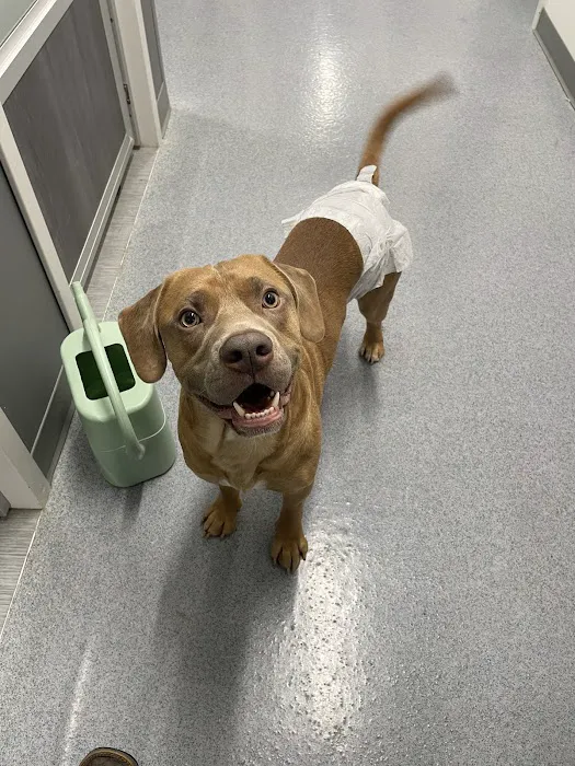 Spay Arkansas Picture 2