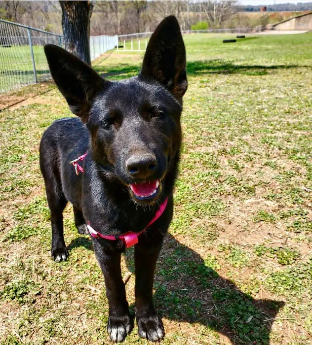 Spay Arkansas Picture 7