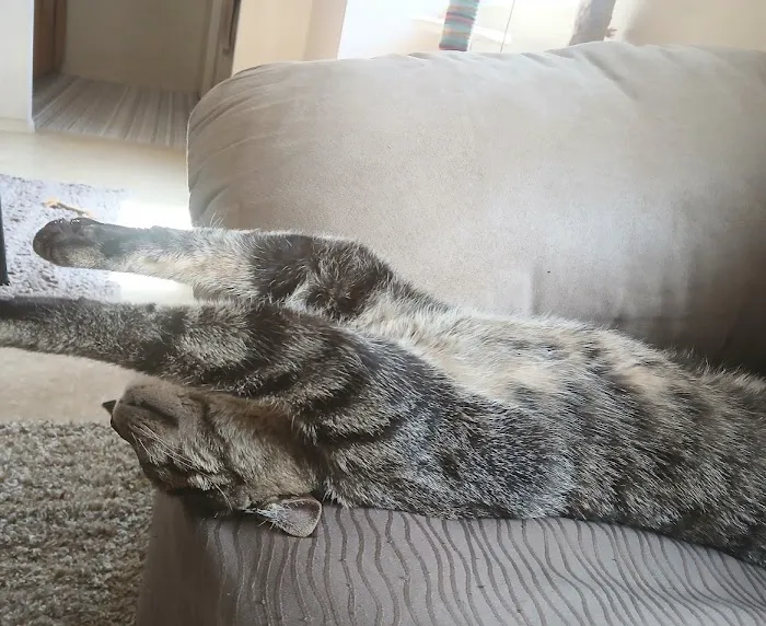 Spay Arkansas Picture 6