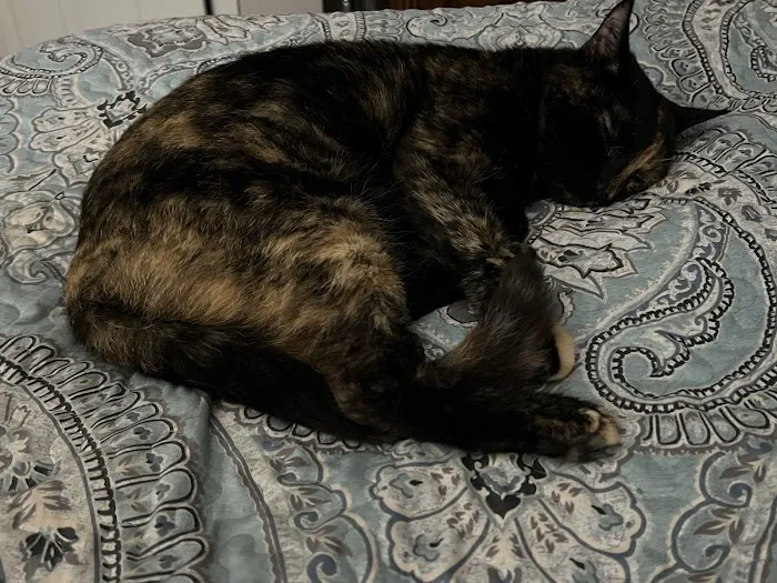 Lowell Vet Center Picture 2