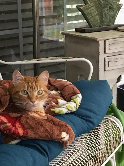 Lowell Vet Center Picture 1