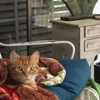 Lowell Vet Center ico