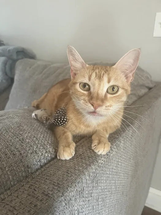 Lowell Vet Center Picture 5