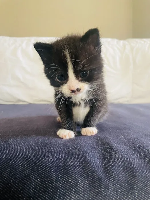 Lowell Vet Center Picture 6