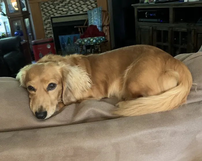 Lowell Vet Center Picture 9