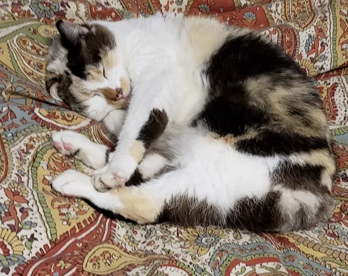 Lowell Vet Center Picture 8