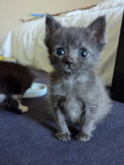 Lowell Vet Center Picture 7