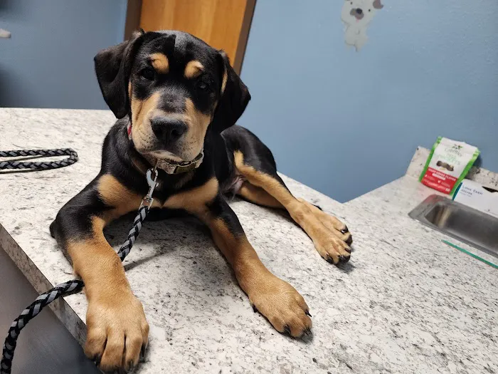 Lowell Vet Center Picture 10