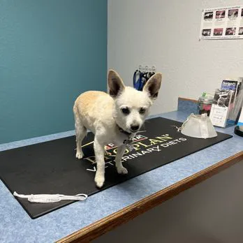 Broadway Animal Hospital Picture 4